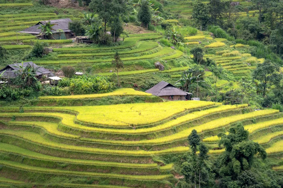 Quầy cân gạo