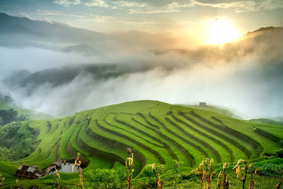 Gạo trắng hạt đều, thơm nhẹ